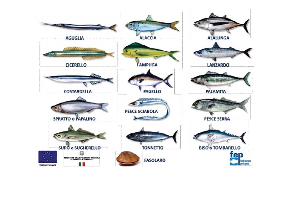 Le 16 specie del buon pescato italiano 1