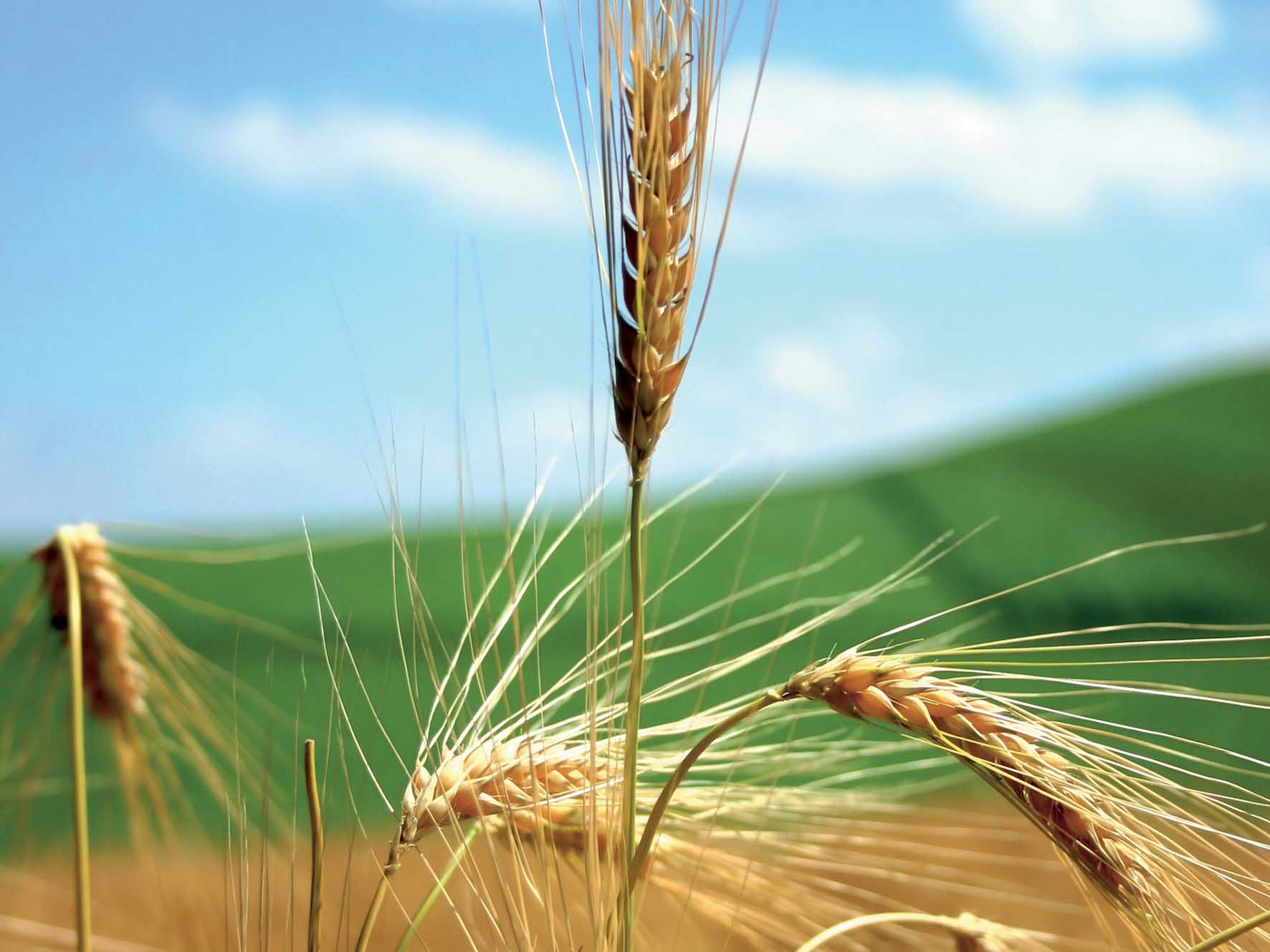 agricoltura spiga grano 1