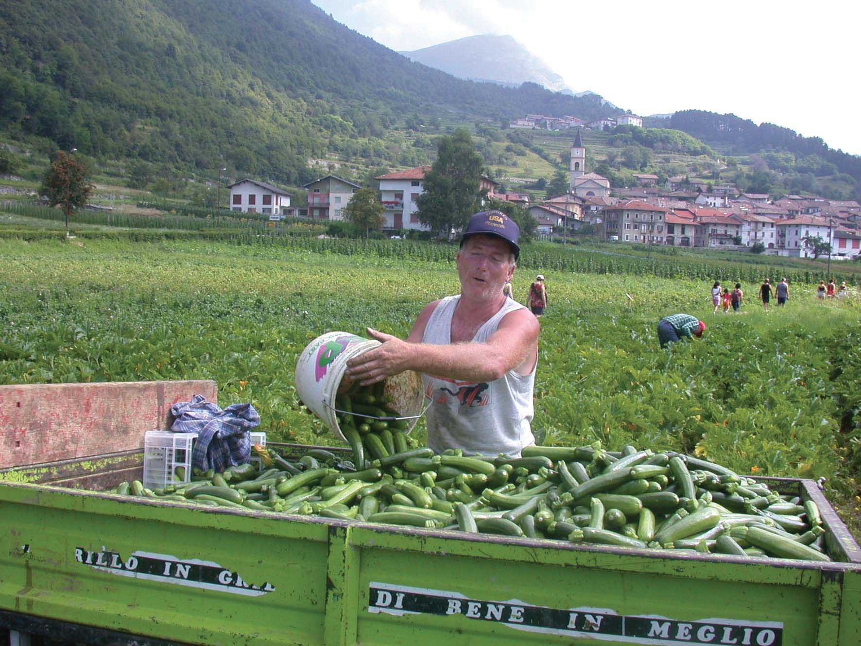 Val-di-Gresta-raccolta-zucchini-ilnordest