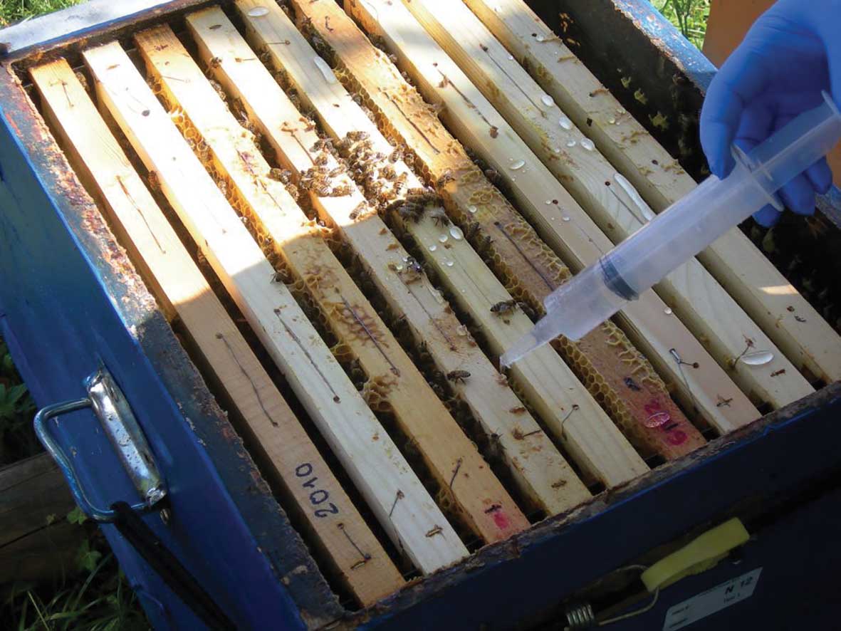 Prevenzione varroa api sperimentazione somministrazione di acido ossalico ASpibioxal gocciolato.