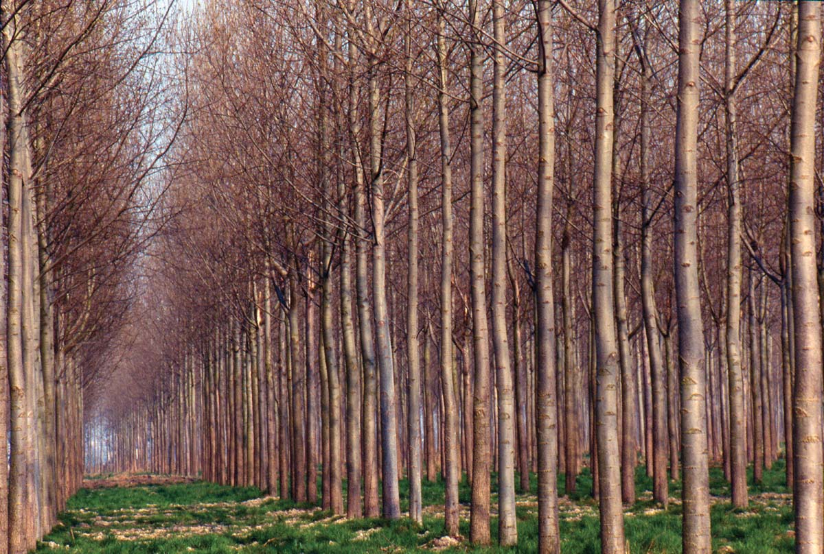 pioppeto 1 riforestazione pioppeto 1