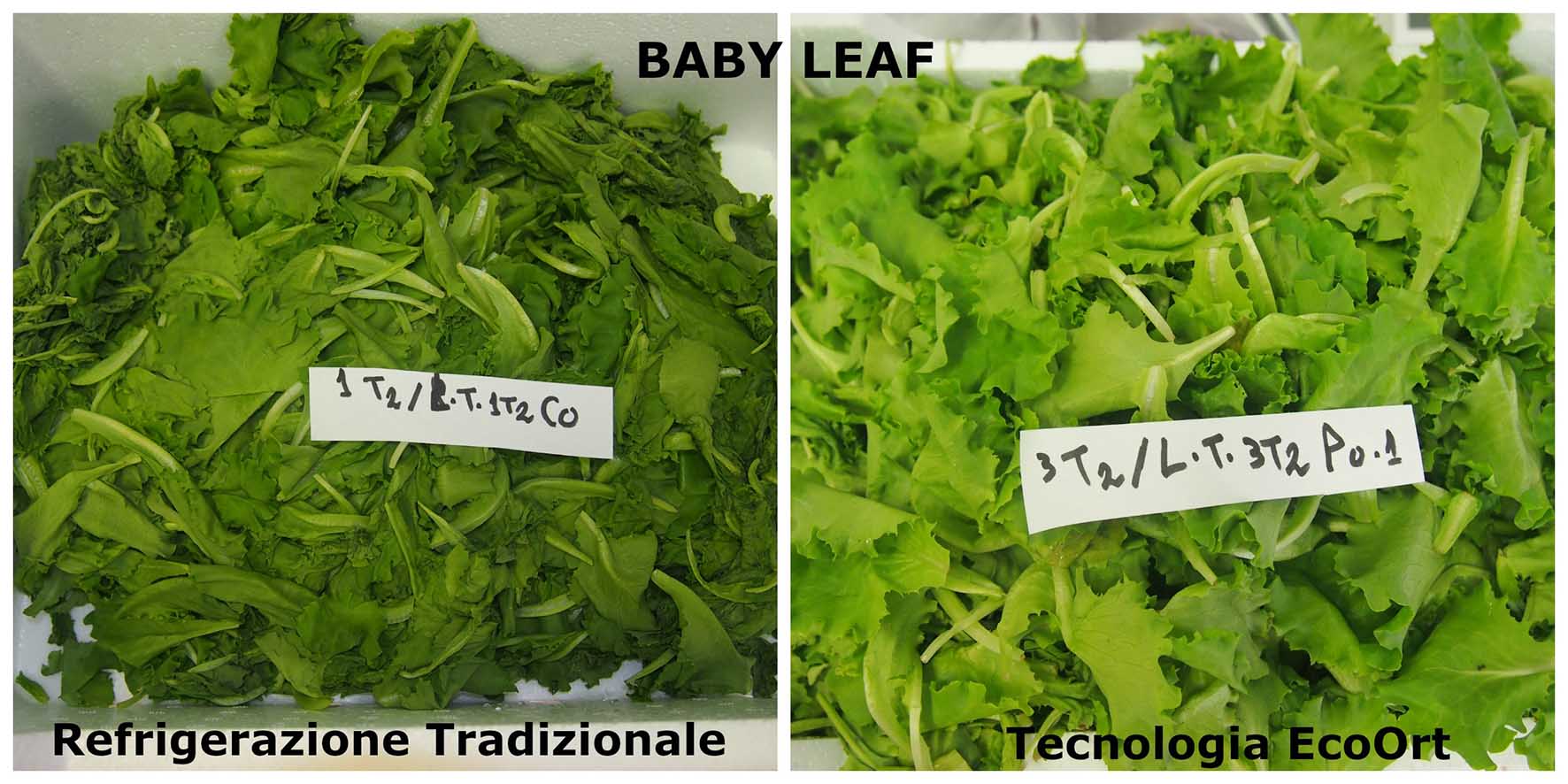 EcoOrt prove lavoratorio conservazione insalata Baby Leaf