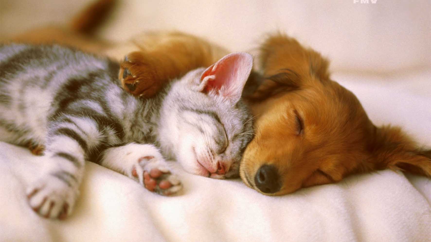Animali d’affezione caro-veterinario cuccioli cane e gatto