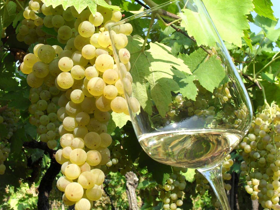 Coronavirus e il vino Strada Vino Soave Garganega e Soave