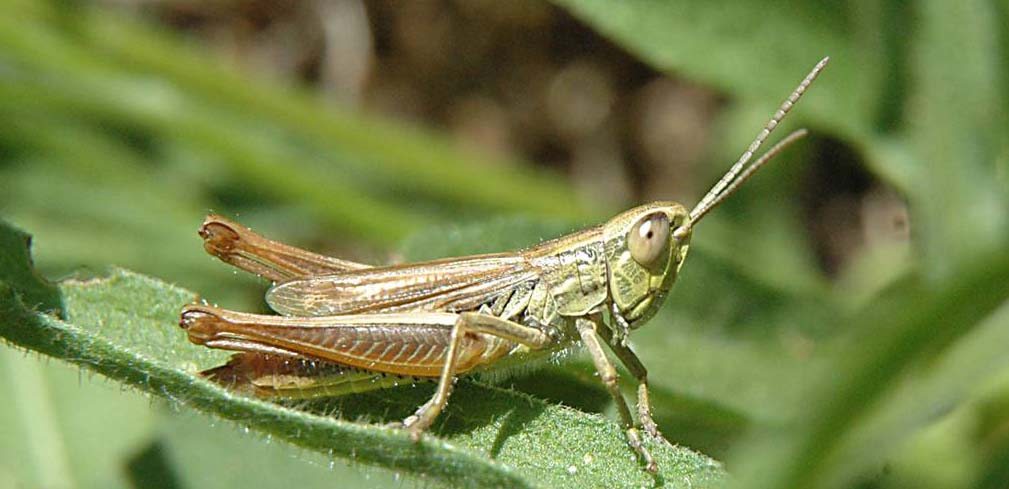 grillo insetto