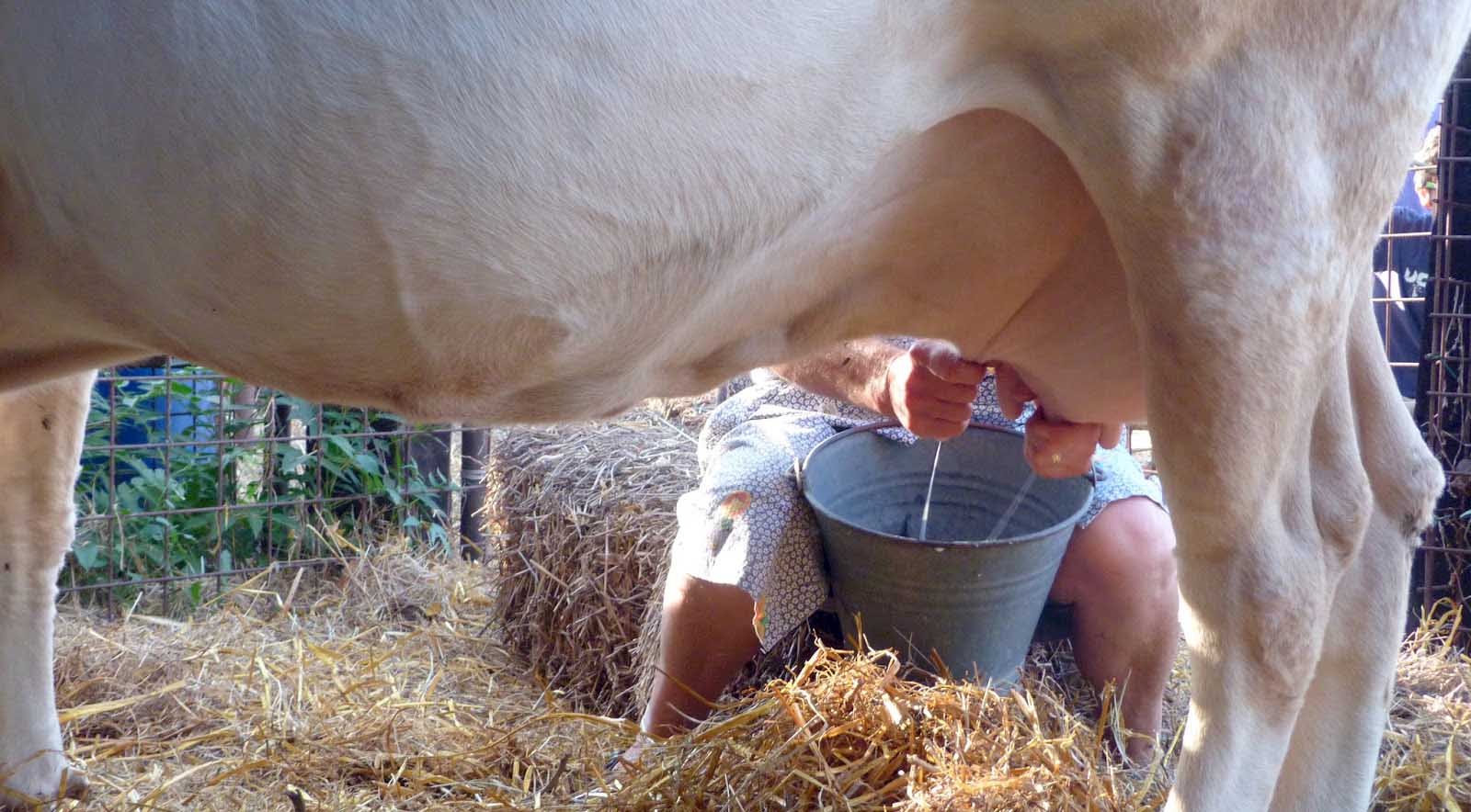 mungitura vacca mucca a mano latte 2