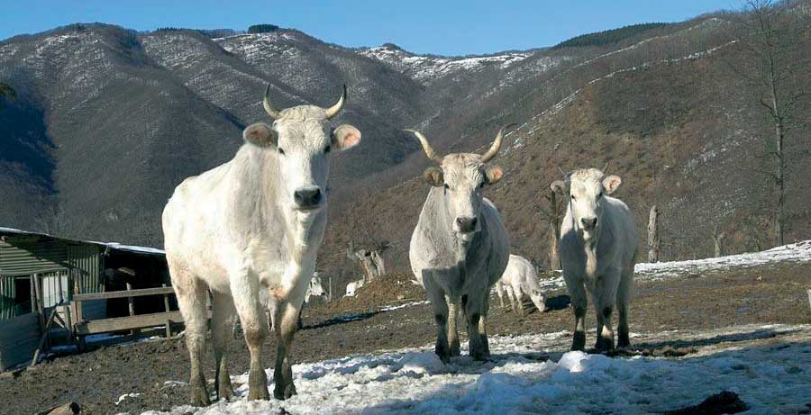 Divini Profumi Prato mucca Razza Calvana foto Comunità montana