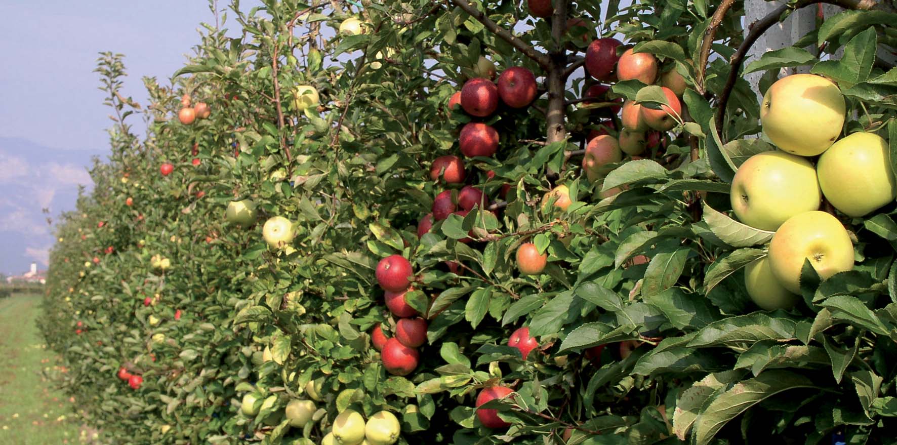 assomela Iasma genoma melo mele Variabilità colore frutti