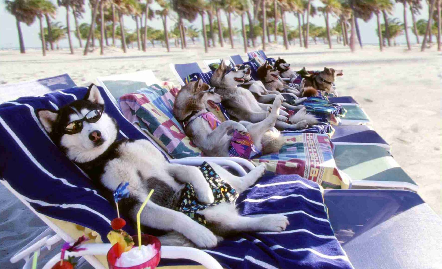 vacanze con il cane animali sulla spiaggia