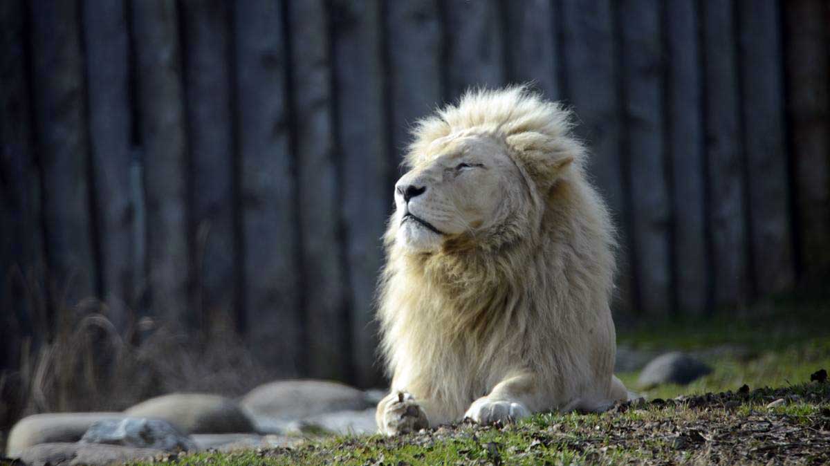 bianco leone più vecchio deuropa