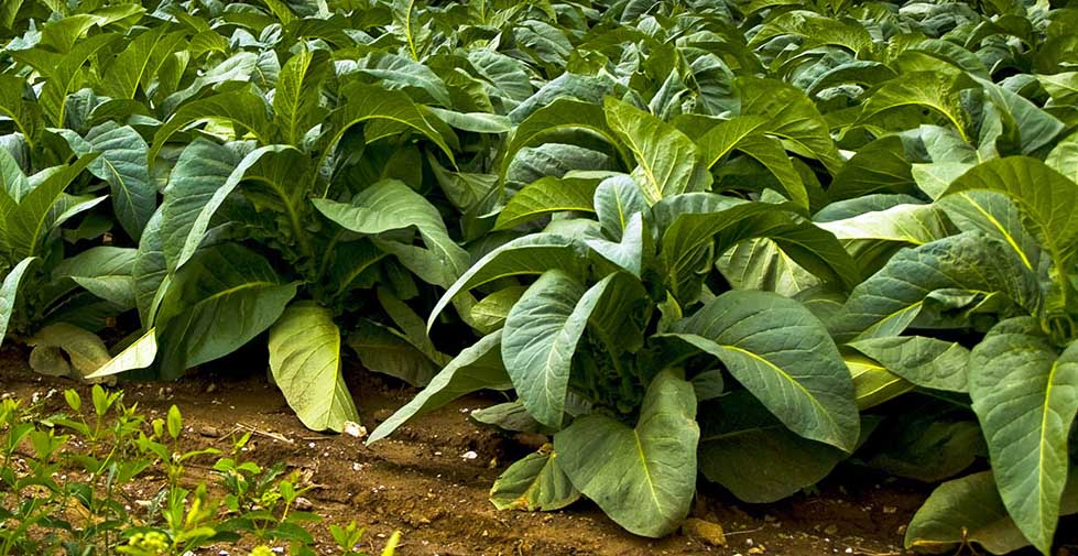 battute italia coltivazione tabacco campo