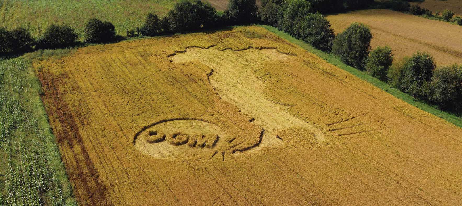 greenpeace campo di grano falciato logo no ogm italia