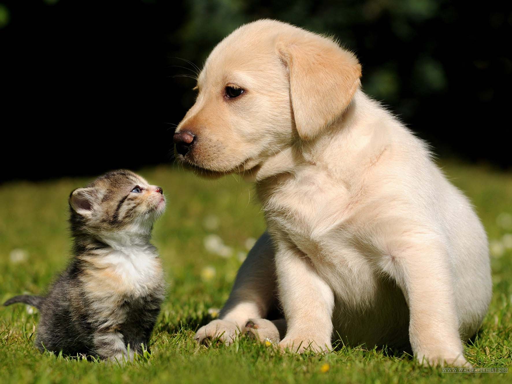 cura degli animali domestici cuccioli adozione Cani e Gatti