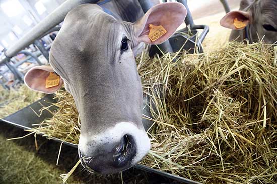 settore zootecnico mucca vacca fieno latte