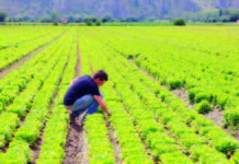 Agricoltura veneta seconda in Italia per valore, dopo la Lombardia e prima dell’Emilia Romagna agricoltura veneta Sviluppo rurale carestia