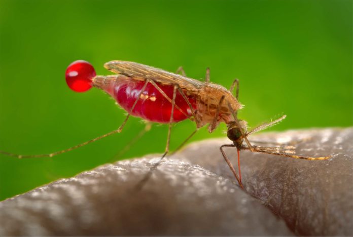 febbre dengue West Nile Virus