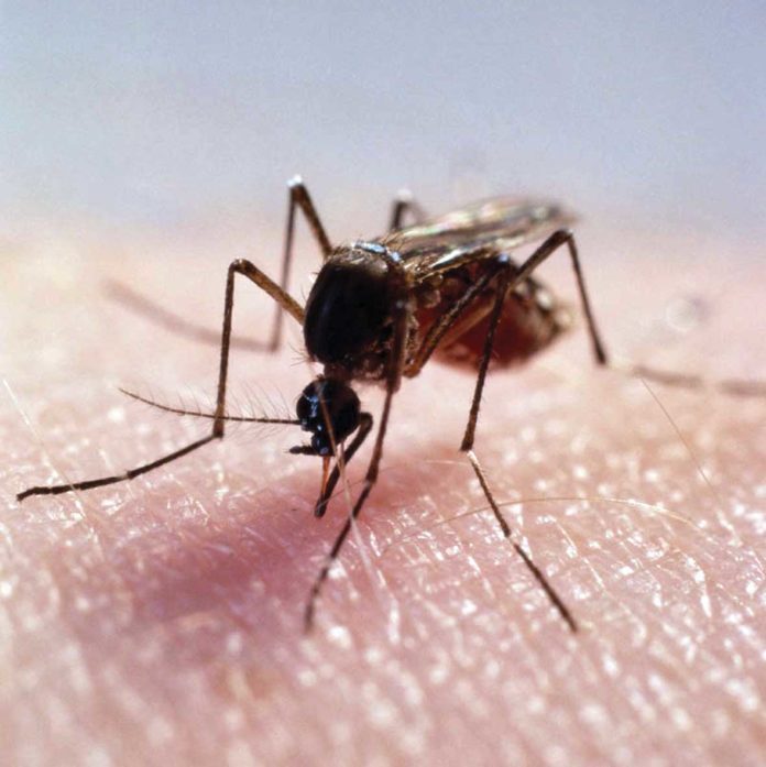 zanzara virus west nile