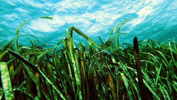 Biopolimeri dalle alghe