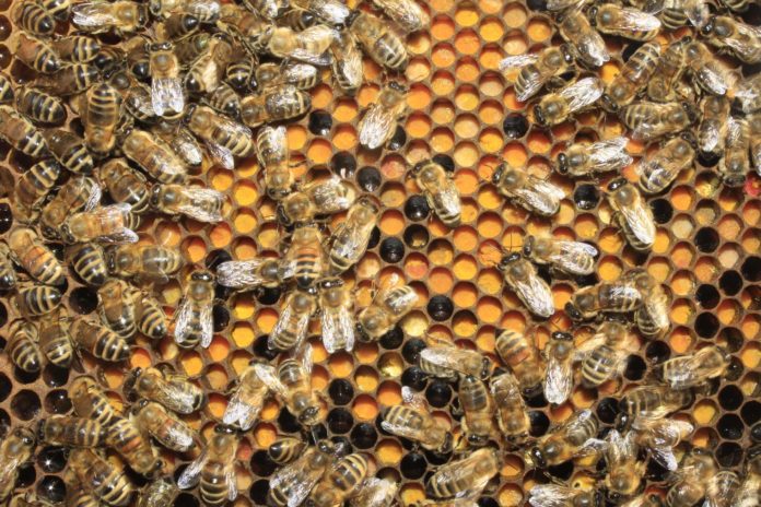 salute delle api