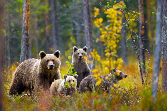 rapporto grandi carnivori Gestione degli orsi orsi in trentino