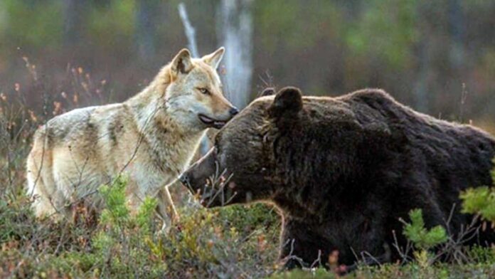 protezione di lupi ed orsi