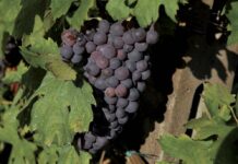 Consorzio vini Valpolicella: al via la vendemmia, uve ottime volumi in linea con 2025 consorzio vini valpolicella