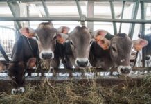 Dalla Regione Lombardia 32 milioni per 115 aziende agricole che hanno tutelato l’ambiente e il benessere degli animali