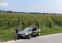 Vendemmia in nero, scoperti 25 braccianti irregolari nel trevigiano