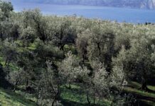 Nasce l’Osservatorio Olivicolo Veneto Nasce l’Osservatorio Olivicolo Veneto