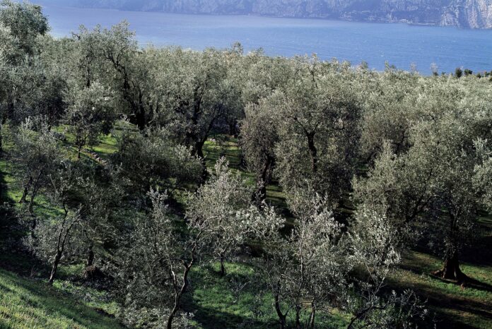 Nasce l’Osservatorio Olivicolo Veneto
