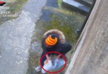 Si compravano la droga con il reddito di cittadinanza, 24 indagati tra Catanzaro e Vicenza / Video